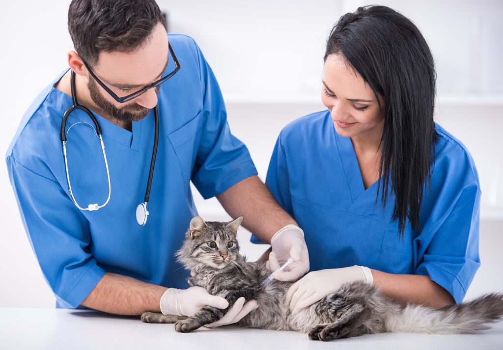 veterinaire